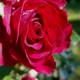Rose Garden Facial Collection