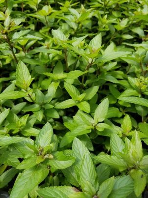 Ginger Mint Bath & Massage Oil
