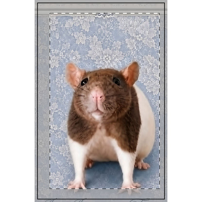 RattaCutie Couture Limited Edition Photo Spiral Notebook - Cute Brown & White Rat on Blue Floral Dotted Journal
