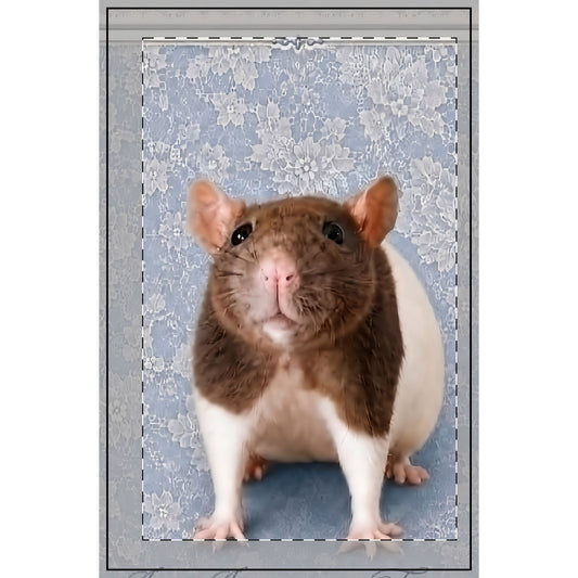 RattaCutie Couture Limited Edition Photo Spiral Notebook - Cute Brown & White Rat on Blue Floral Dotted Journal
