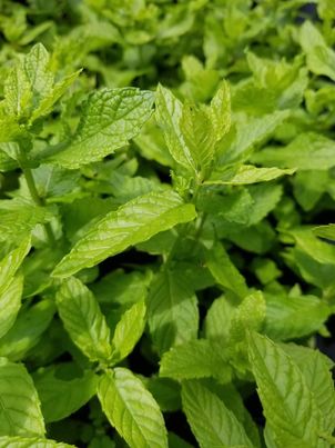 Ginger Mint Sinus Relief